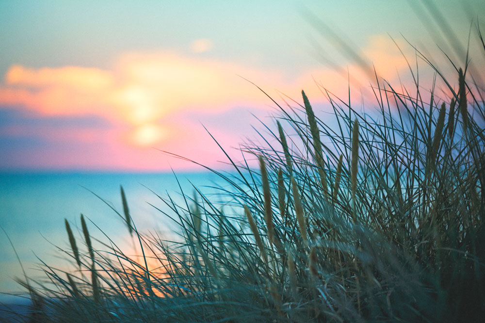 beach grass beach grass