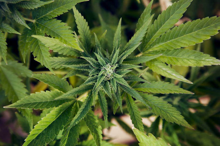 New Hampshire Moves Marijuana Legalization Bill Forward