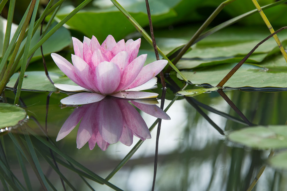 lily pads lily pads
