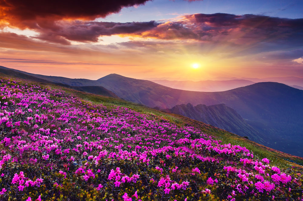 wildflowers wildflowers